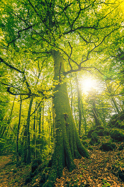 alto beech árbol en el bosque - sky forest root tree fotografías e imágenes de stock