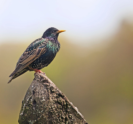 European Starling, Sturnus vulgaris, perched on tree stump