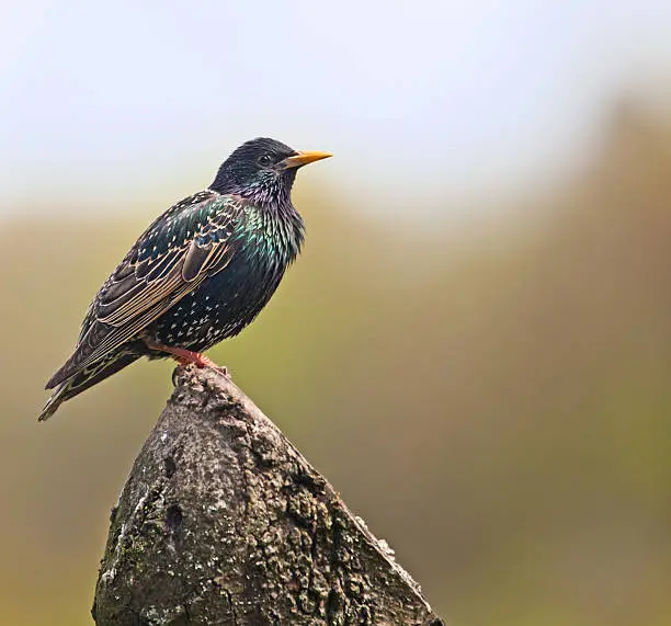 A summer plumaged European Starling 