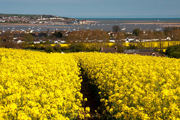 Field of oilseed rape and Exe estuary Devon "Field of oilseed rape and the village of Starcross this side of the River Exe and Exmouth and the sea the other side, Taken in early May." exmouth western australia stock pictures, royalty-free photos & images