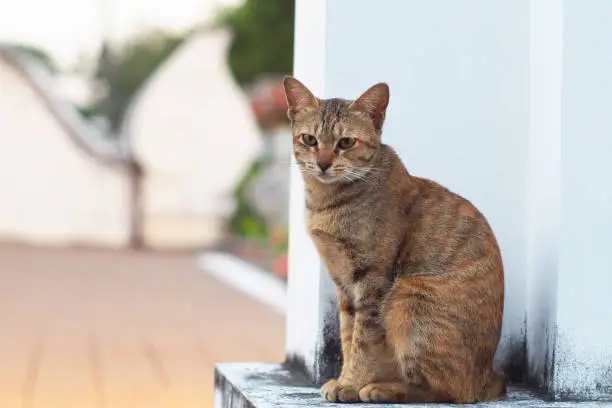 Photo of the full frontal of brown cat on defocus background