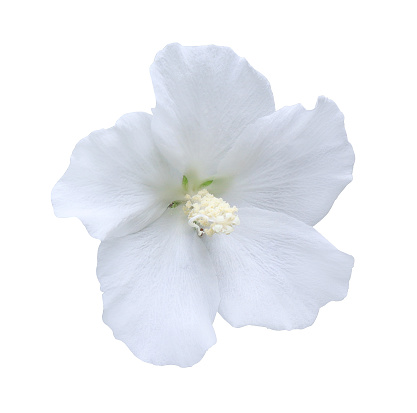 Shoe Flower or Hibiscus or Chinese rose flowers. Close up white single beautiful flowers isolated on white background.