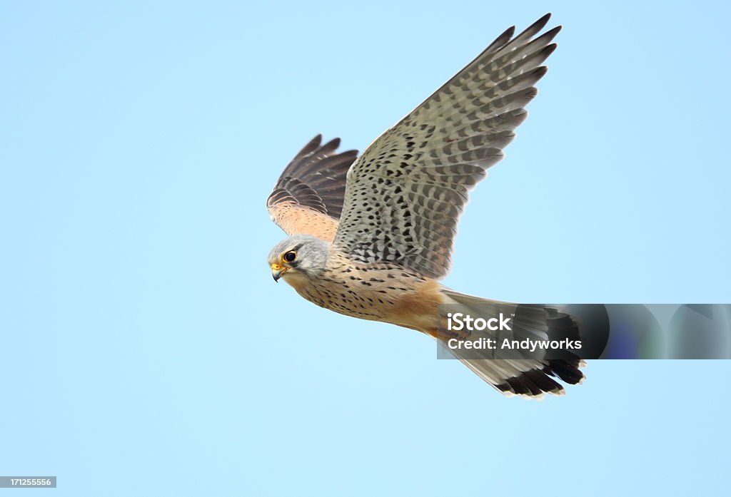 Common Turmfalke (Falco tinnunculus) im Flug - Lizenzfrei Bewegung Stock-Foto