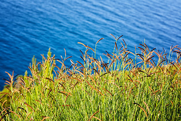 Unusual herb that grows in the vicinity and only on the Adriatic coast.