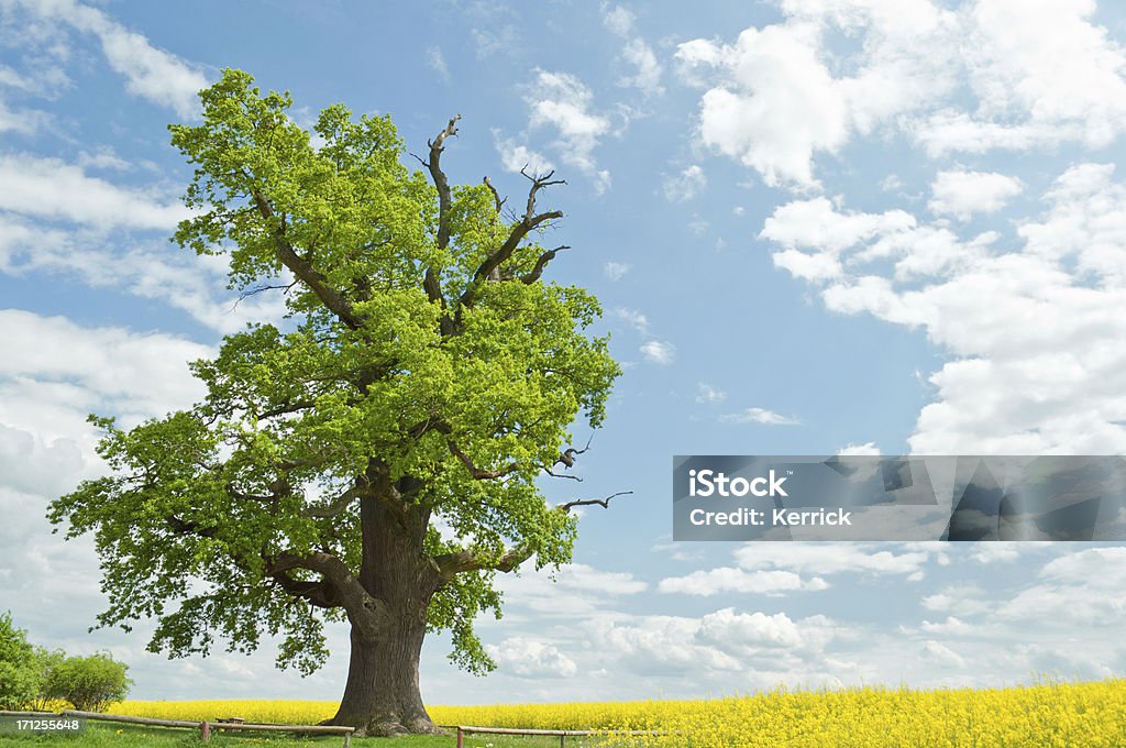 Einzelne oak auf rapsfeld - Lizenzfrei Alt Stock-Foto