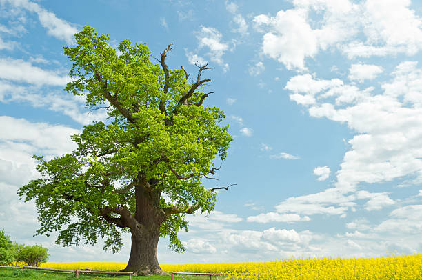 один oak в изнасилования поле - kalte eiche стоковые фото и изображения