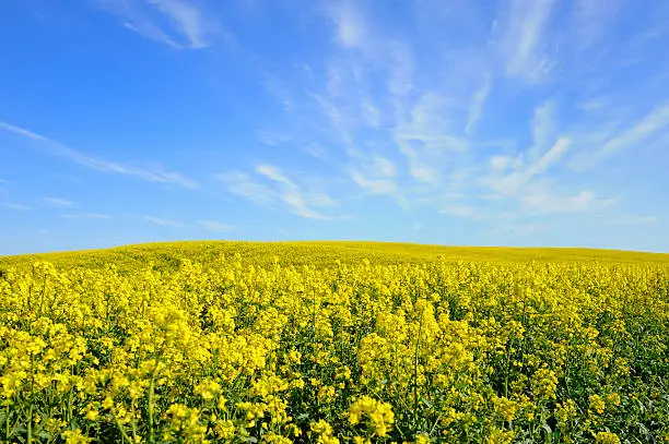 Field of Canola Flower