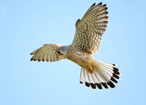 Hovering Common Kestrel Hovering common kestrel against a blue sky. falco tinnunculus stock pictures, royalty-free photos & images