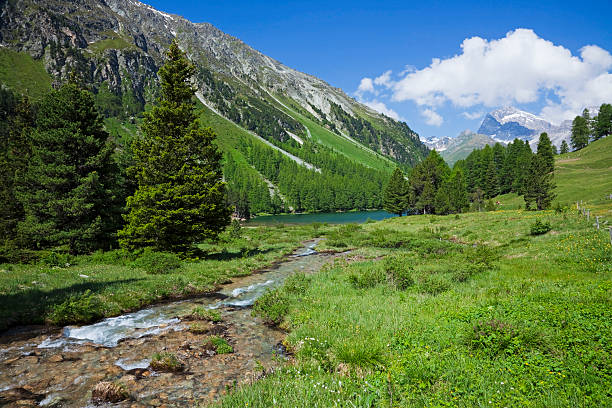 lago montain - larch tree stone landscape sky foto e immagini stock