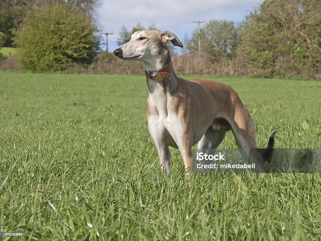Standing  Lurcher Greyhound x Saluki  lurcher dog looking for prey Animal Stock Photo