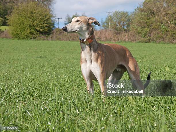 Standing Lurcher Stock Photo - Download Image Now - Animal, Dog, Exercising