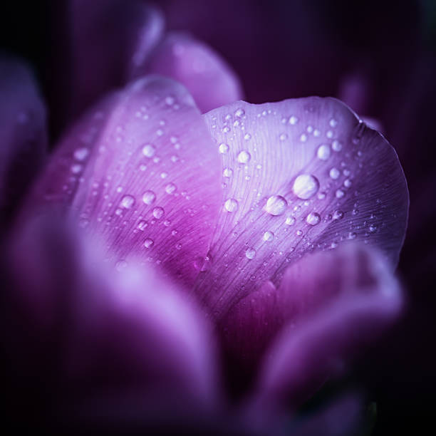 macro shot of pink tulipanes con gotas en su pétalos - cut out tulip close up drop fotografías e imágenes de stock