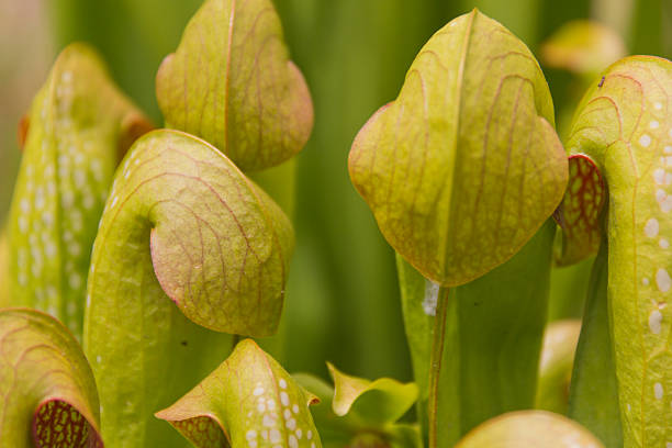 Hooded Pitcher Plants stock photo