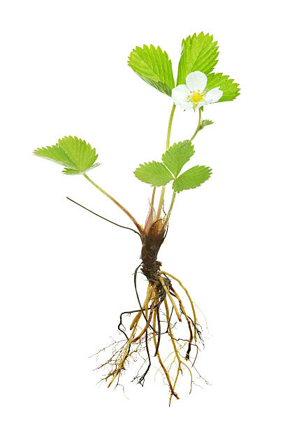 istock complete wild strawberry plant (fragaria vesca) isolated on white 171256516