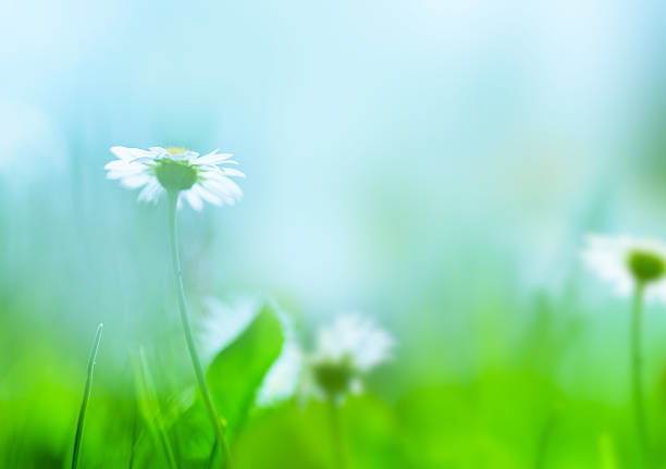 istock Daisies in the field 171256628