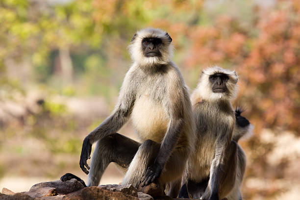 negro frente langurs en de bandhavgarh np, india - beauty in nature day animal monkey fotografías e imágenes de stock