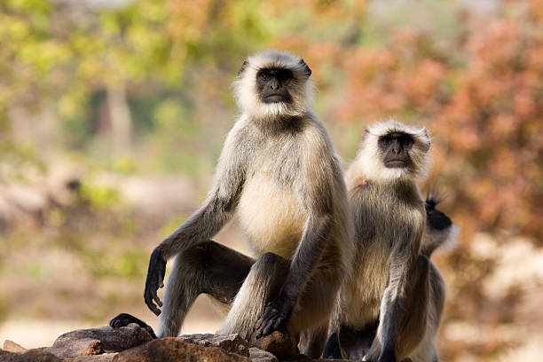 черный сталкиваются langurs в бандхавгарх нп, индия - hanuman стоковые фото и изображения