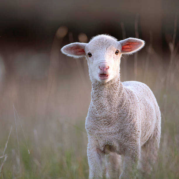 istock Merino Sheep out in the paddock 1712568903
