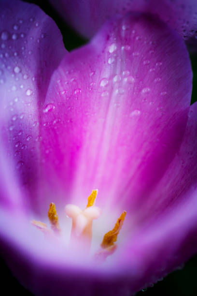 macro shot of pink tulipanes con gotas en su pétalos - cut out tulip close up drop fotografías e imágenes de stock