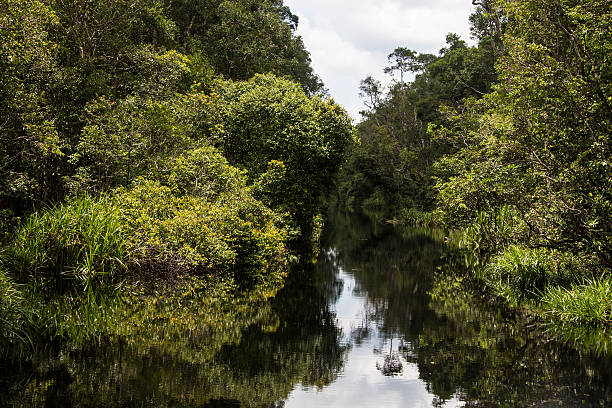 istock River in the rainforest of Borneo Indonesia 171257009