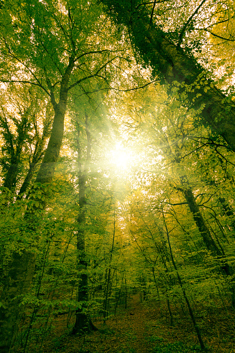 Green Forest in summer, lens flare