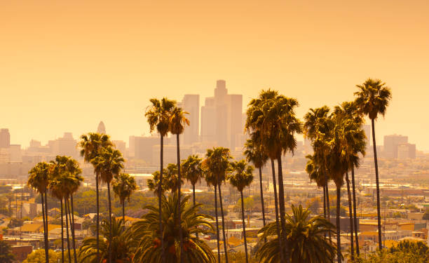 istock Los Angeles with palm trees in foreground at sunset 171257351