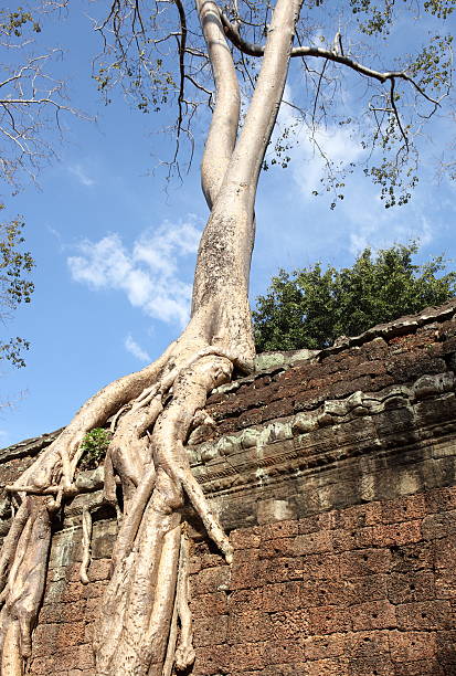 гигантский корнями в ta phrom храм - archeologie стоковые фото и изображения