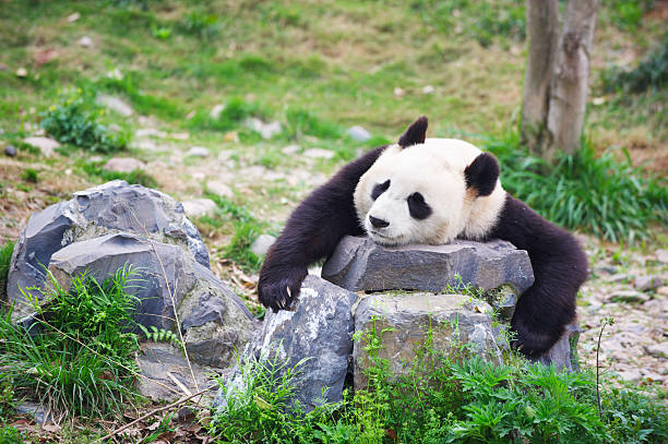 istock sad giant panda in zoo 171257665