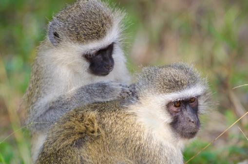 A family of Vervet Monkeys huddled together closely in cold weather in Kruger National Park.