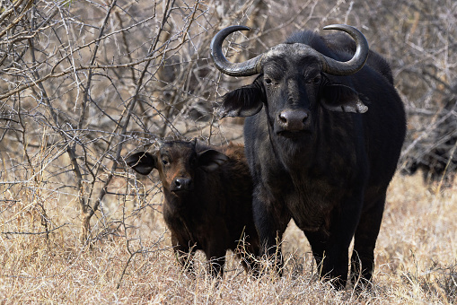 Female Cape Buffalo with Calf