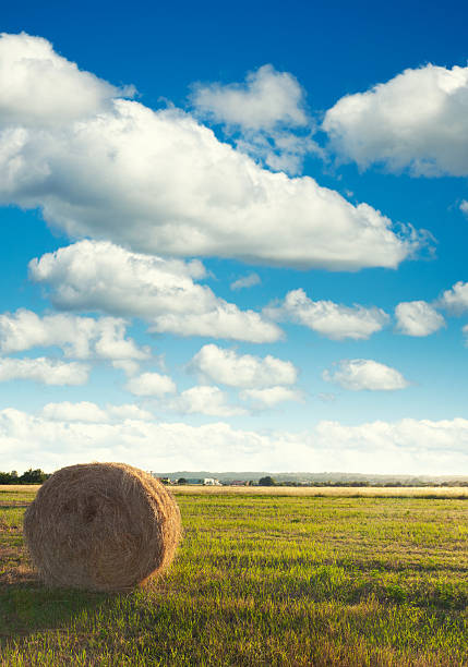 Straw hay bales in field with dramatic sky   A September sunset The field was harvested for wheat