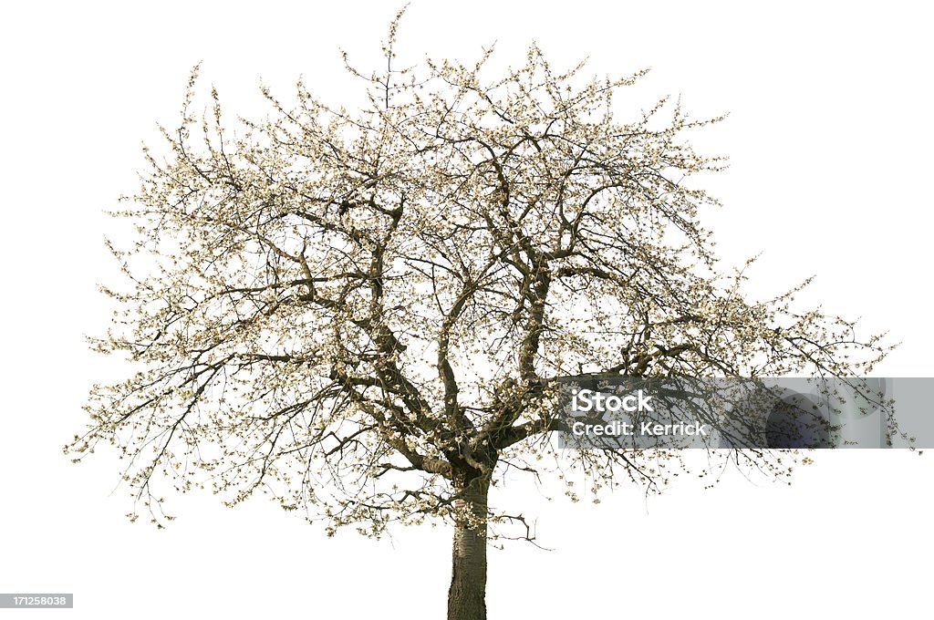 Blühende Kirsche Baum im Frühjahr isoliert auf weiss - Lizenzfrei Freisteller – Neutraler Hintergrund Stock-Foto