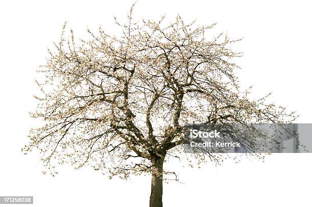 Blühende Kirsche Baum Im Frühjahr Isoliert Auf Weiss Stockfoto und mehr Bilder von Freisteller – Neutraler Hintergrund