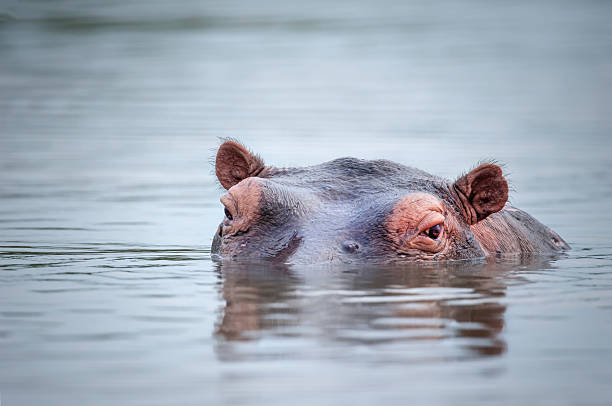 istock Low angle portrait of a swimming hippo 171258039