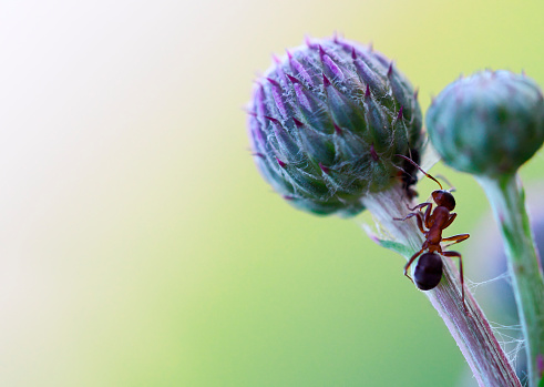 Ant on a flower.