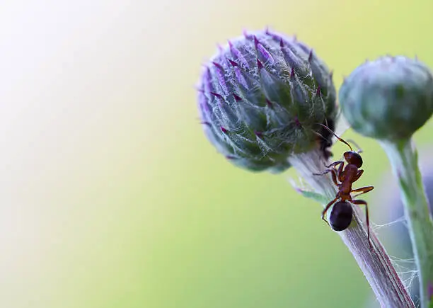 Photo of Ant