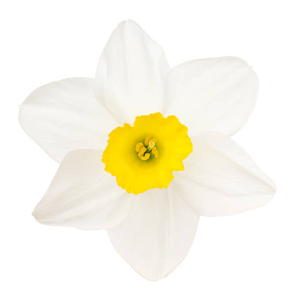 narcisse. jonquille. - daffodil flower isolated cut out photos et images de collection