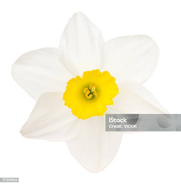 Narcissus ますダファデルます - カットアウトのストックフォトや画像を多数ご用意 - カットアウト, ラッパズイセン, 花
