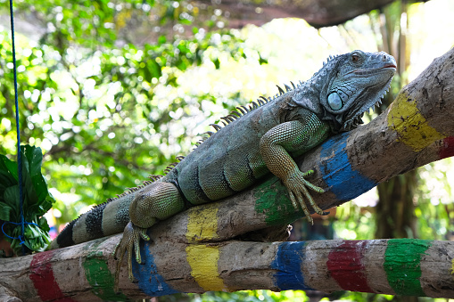 Portrait of a giant iguana resting. This is a reptile that needs to be preserved in nature