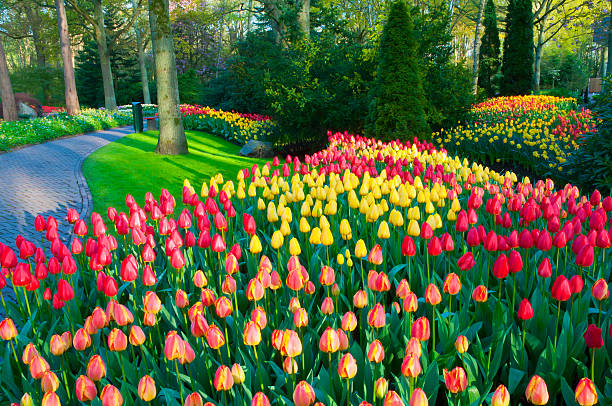 Spring Flowers in a Park "Park with multi-colored spring flowers Location is the Keukenhof garden, Netherlands.Other tulip images:" hyacinth red stock pictures, royalty-free photos & images