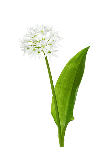 ramson (allium ursinum) isolated on white "ramson (also known as buckrams, wild garlic, wood garlic, bear leek) (allium ursinum) isolated on white" wild garlic leaves stock pictures, royalty-free photos & images