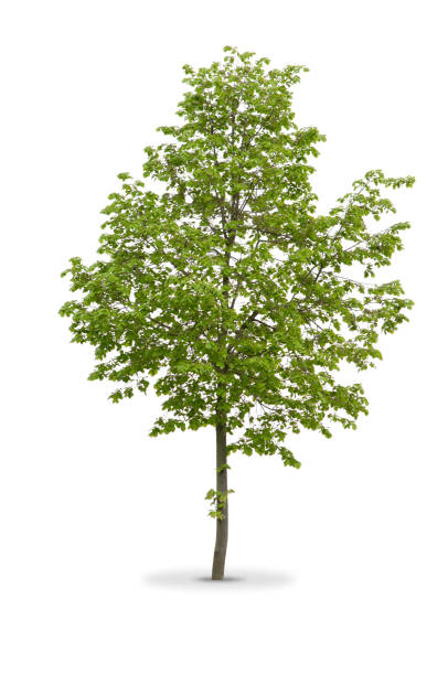 istock Thin truck tree with green leaves isolated on white 171258974
