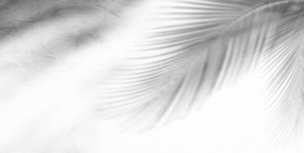 istock Shadow Palm Leaf Leaves Tree Summer Tropic Background Plant Overlay White Light Nature Abstract Sun Sunlight Minimal Mockup Scene Backdrop Wall Floor  Branch blur Gray Empty Display Product 1712594983