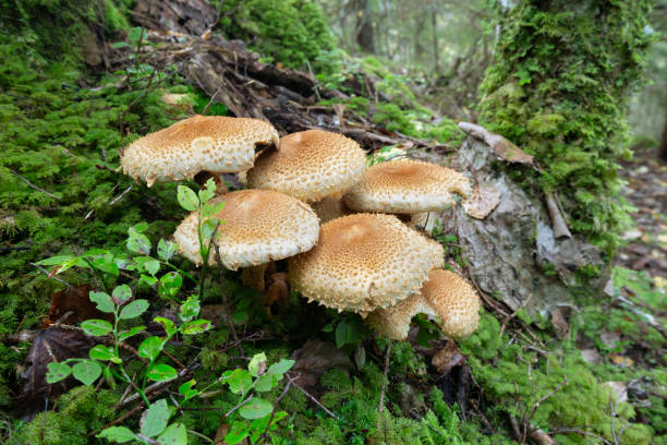 Honey fungus, Armilaria growing in natural environment Honey fungus, Armilaria growing in natural environment, wide-angle photo marasmiaceae stock pictures, royalty-free photos & images