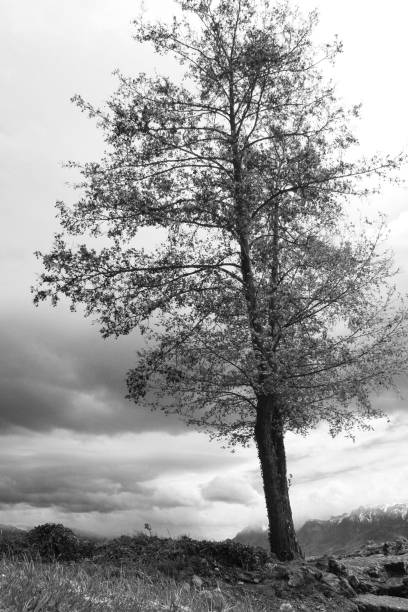 istock Lone treee on lakeside in black and white 171259763