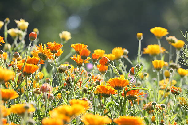 istock meadow with pot marigold - calendula officinalis 171259849