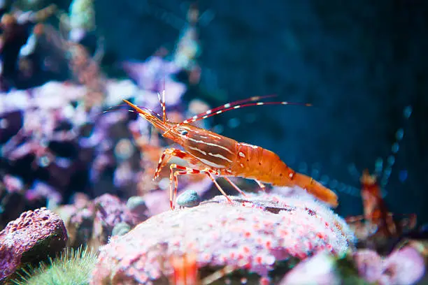 Live spot prawn sitting on a coral reef.