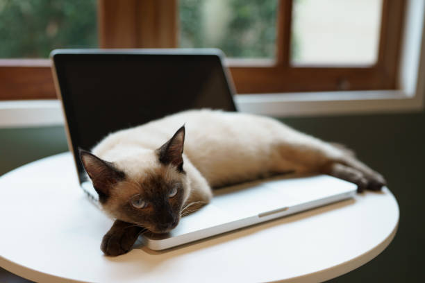 istock Cat on laptop working from home with cat. cat asleep on laptop keyboard assistant cat working at Laptop. 1712606078