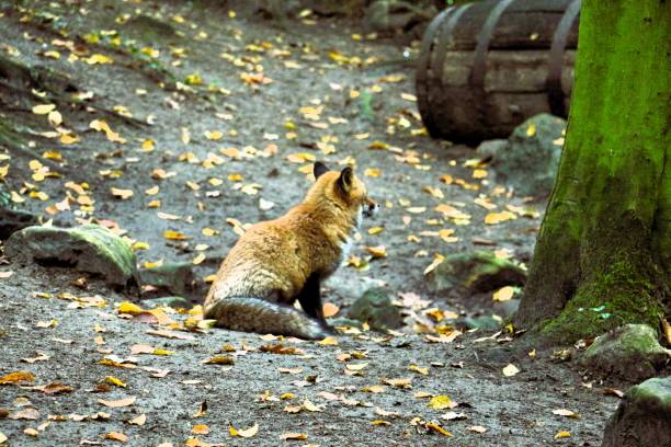 istock Fox in Belgium Zoo 1712608275