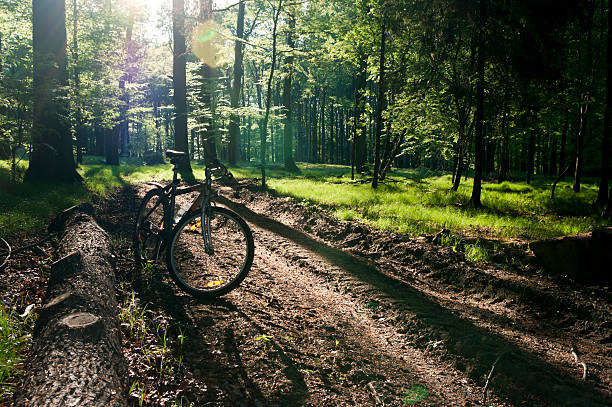 istock Mountain bike on hiking trail in forest 171261103